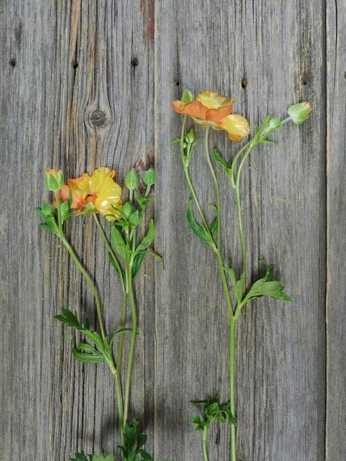 BUTTERFLY ORANGE RANUNCULUS